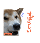 柴犬でーるくん2（個別スタンプ：24）