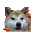 柴犬でーるくん2（個別スタンプ：25）