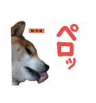 柴犬でーるくん2（個別スタンプ：26）