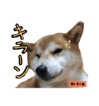柴犬でーるくん2（個別スタンプ：27）