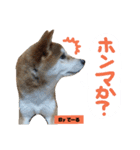 柴犬でーるくん2（個別スタンプ：28）