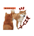 柴犬でーるくん2（個別スタンプ：29）