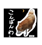 柴犬でーるくん2（個別スタンプ：31）