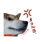 柴犬でーるくん2（個別スタンプ：32）
