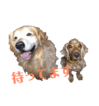 びびとインディー（個別スタンプ：8）