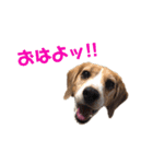 ビーグル犬BECK②（個別スタンプ：1）