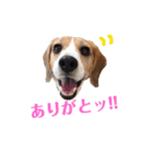 ビーグル犬BECK②（個別スタンプ：2）