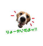 ビーグル犬BECK②（個別スタンプ：3）