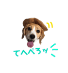 ビーグル犬BECK②（個別スタンプ：4）