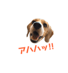 ビーグル犬BECK②（個別スタンプ：5）
