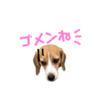 ビーグル犬BECK②（個別スタンプ：6）