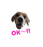 ビーグル犬BECK②（個別スタンプ：9）