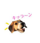 ビーグル犬BECK②（個別スタンプ：10）