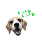 ビーグル犬BECK②（個別スタンプ：14）