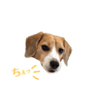 ビーグル犬BECK②（個別スタンプ：15）