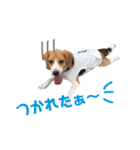 ビーグル犬BECK②（個別スタンプ：16）