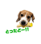 ビーグル犬BECK②（個別スタンプ：17）