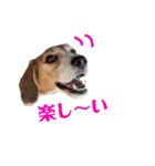 ビーグル犬BECK②（個別スタンプ：18）