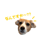 ビーグル犬BECK②（個別スタンプ：19）
