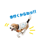 ビーグル犬BECK②（個別スタンプ：21）