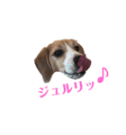 ビーグル犬BECK②（個別スタンプ：22）
