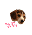 ビーグル犬BECK②（個別スタンプ：23）