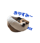 ビーグル犬BECK②（個別スタンプ：24）