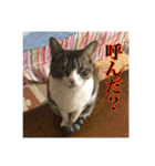 ここあとももよのスタンプ（個別スタンプ：8）