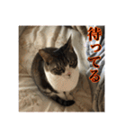 ここあとももよのスタンプ（個別スタンプ：9）