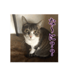 ここあとももよのスタンプ（個別スタンプ：12）
