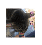 ここあとももよのスタンプ（個別スタンプ：16）