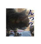 ここあとももよのスタンプ（個別スタンプ：17）