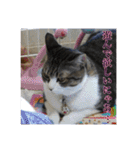 ここあとももよのスタンプ（個別スタンプ：19）