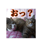 ここあとももよのスタンプ（個別スタンプ：22）