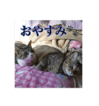 ここあとももよのスタンプ（個別スタンプ：23）