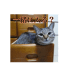 ここあとももよのスタンプ（個別スタンプ：25）