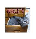 ここあとももよのスタンプ（個別スタンプ：26）