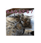 ここあとももよのスタンプ（個別スタンプ：27）