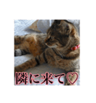 ここあとももよのスタンプ（個別スタンプ：29）