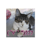 ここあとももよのスタンプ（個別スタンプ：31）