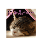 ここあとももよのスタンプ（個別スタンプ：37）