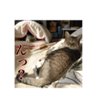 ここあとももよのスタンプ（個別スタンプ：38）