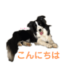 ボーダーレーン•ファミリー  VOL .1（個別スタンプ：12）