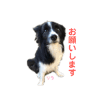 ボーダーレーン•ファミリー  VOL .1（個別スタンプ：13）