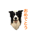 ボーダーレーン•ファミリー  VOL .1（個別スタンプ：14）