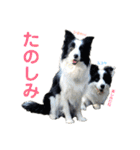 ボーダーレーン•ファミリー  VOL .1（個別スタンプ：16）