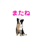 ボーダーレーン•ファミリー  VOL .1（個別スタンプ：24）