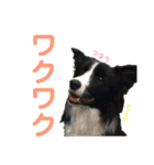 ボーダーレーン•ファミリー  VOL .1（個別スタンプ：30）
