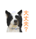 ボーダーレーン•ファミリー  VOL .1（個別スタンプ：31）