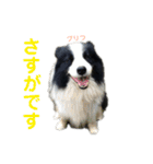 ボーダーレーン•ファミリー  VOL .1（個別スタンプ：36）